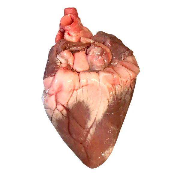 Wholesale Frozen Sheep Hearts - Image 2